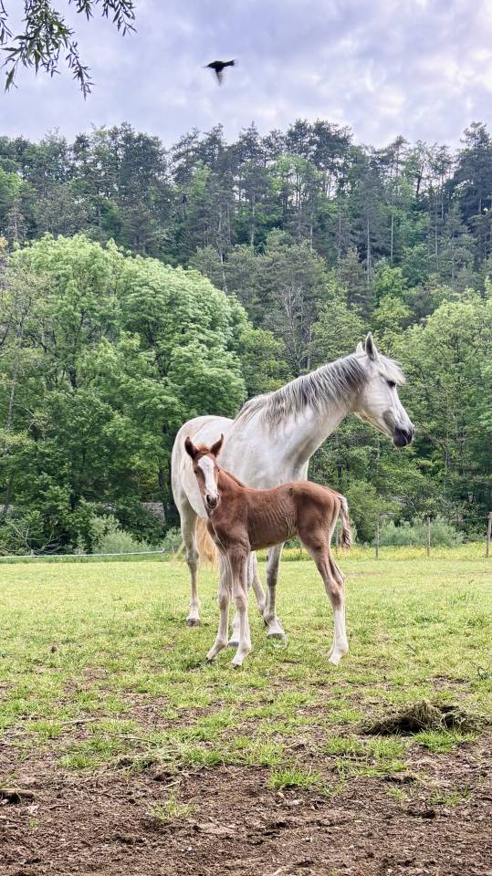 Foal - &agrave; vendre 