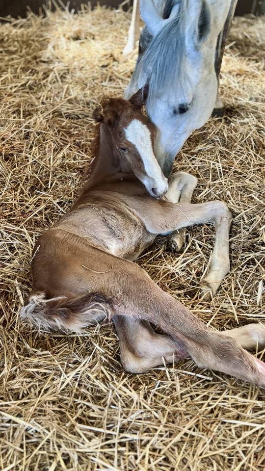 Foal - &agrave; vendre 