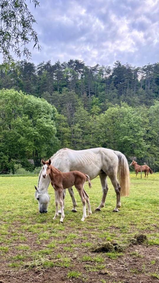 Foal - &agrave; vendre 