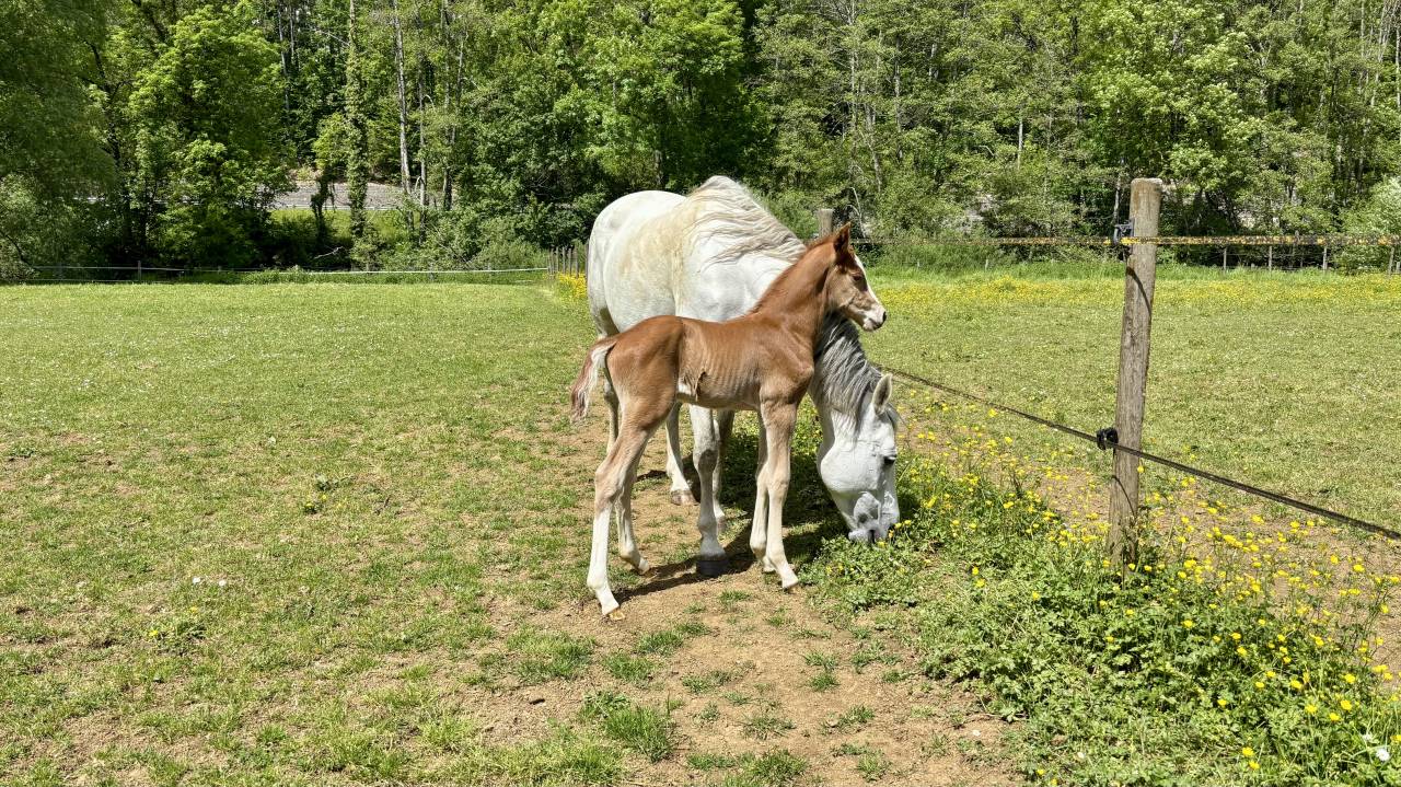 Foal - &agrave; vendre 
