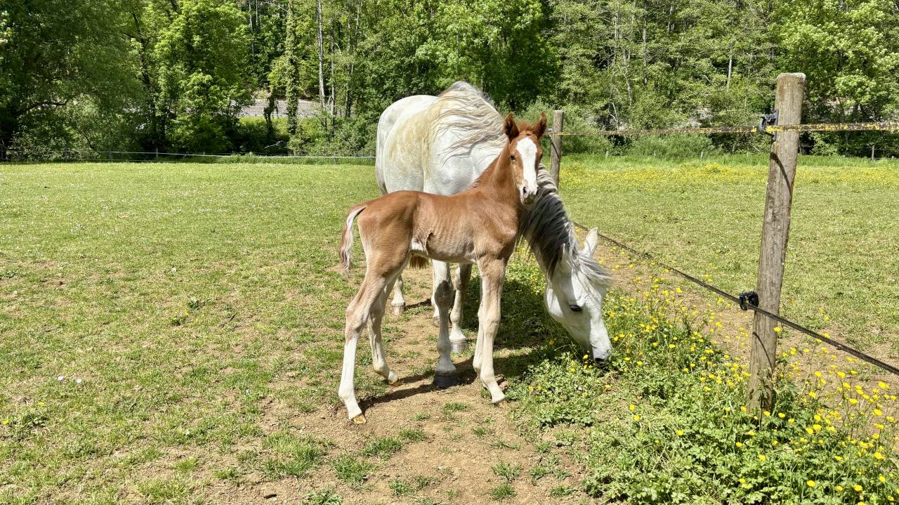 Foal - &agrave; vendre 