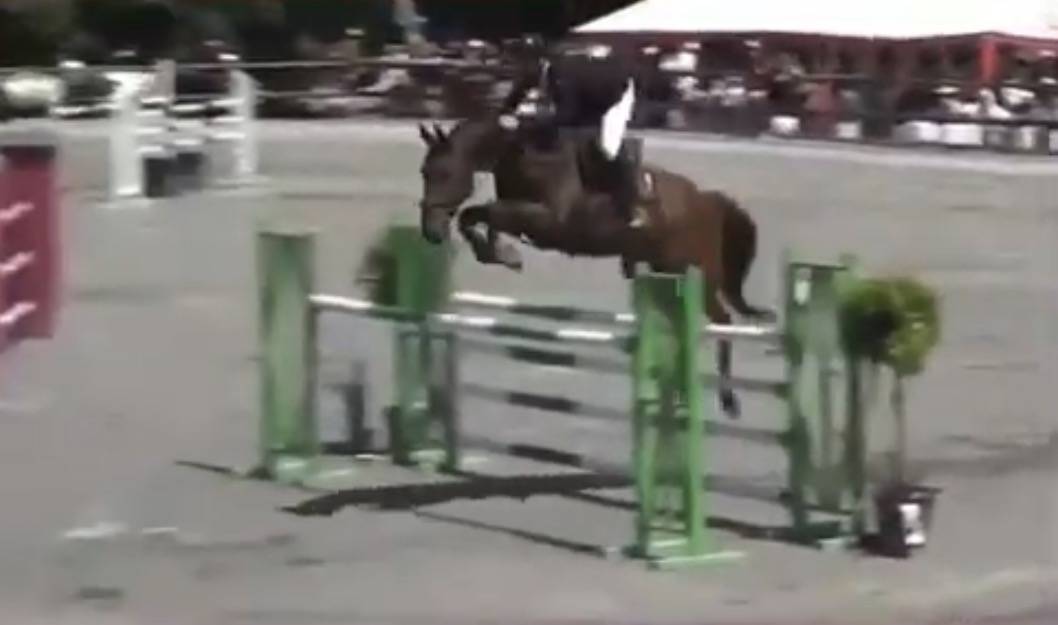 ZANGERSHEIDE CSO - HONGRE 170 CM - 10 ANS - &Agrave; VENDRE