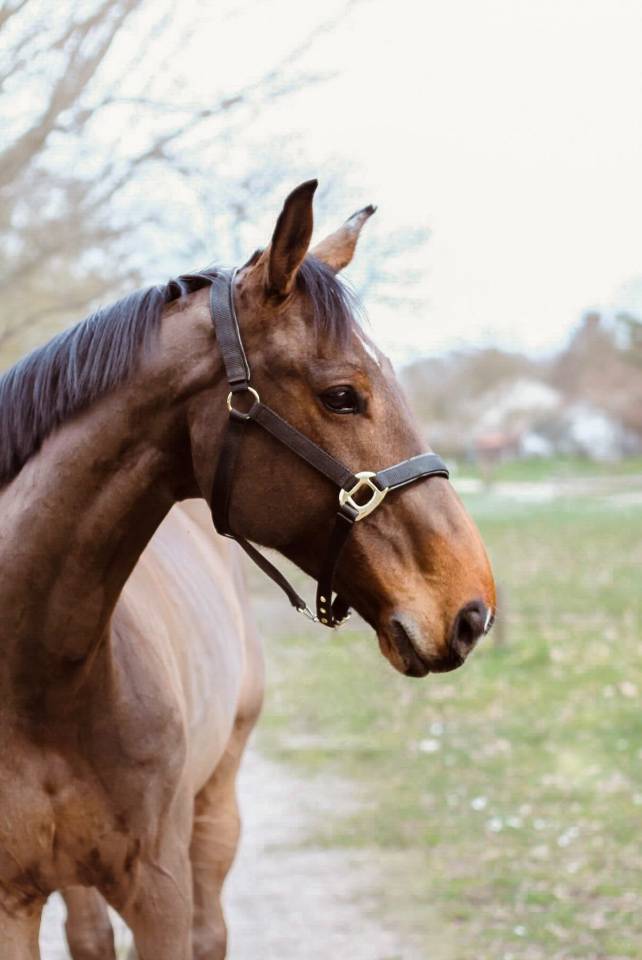 ZANGERSHEIDE CSO - HONGRE 170 CM - 10 ANS - &Agrave; VENDRE