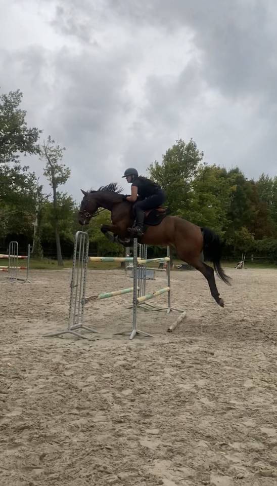 ZANGERSHEIDE CSO - HONGRE 170 CM - 10 ANS - &Agrave; VENDRE