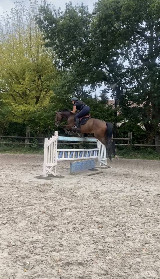 ZANGERSHEIDE CSO - HONGRE 170 CM - 10 ANS - &Agrave; VENDRE