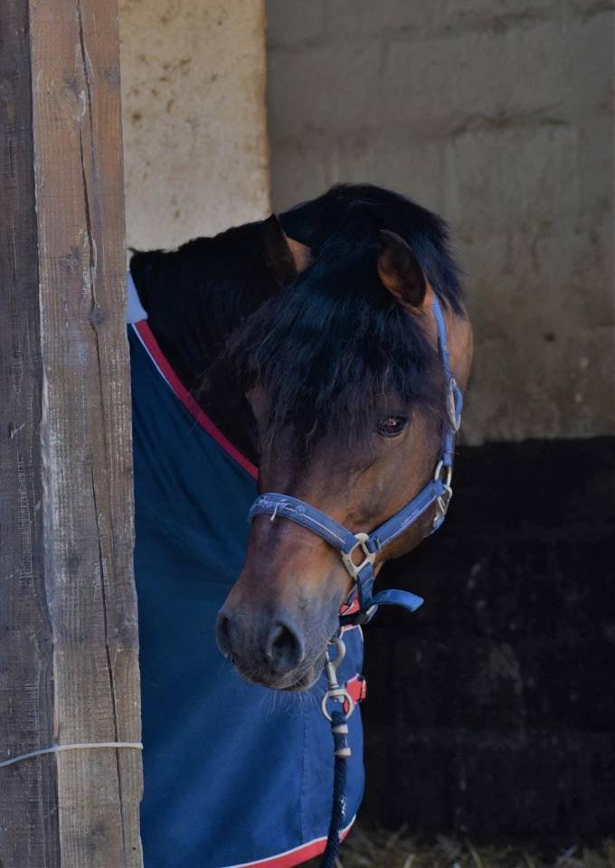 &Eacute;talon Welsh COB