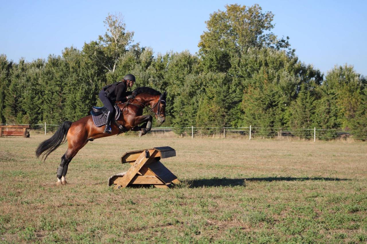 &Eacute;talon Welsh COB