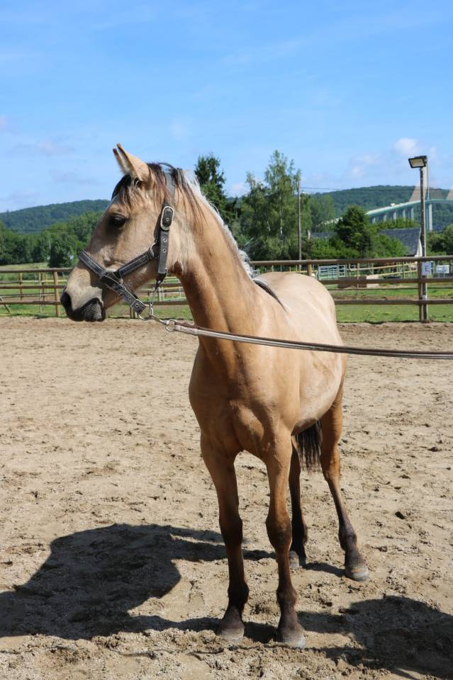 Poney PFS 1 an