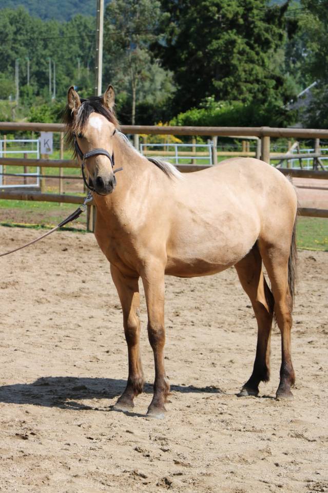 Poney PFS 1 an