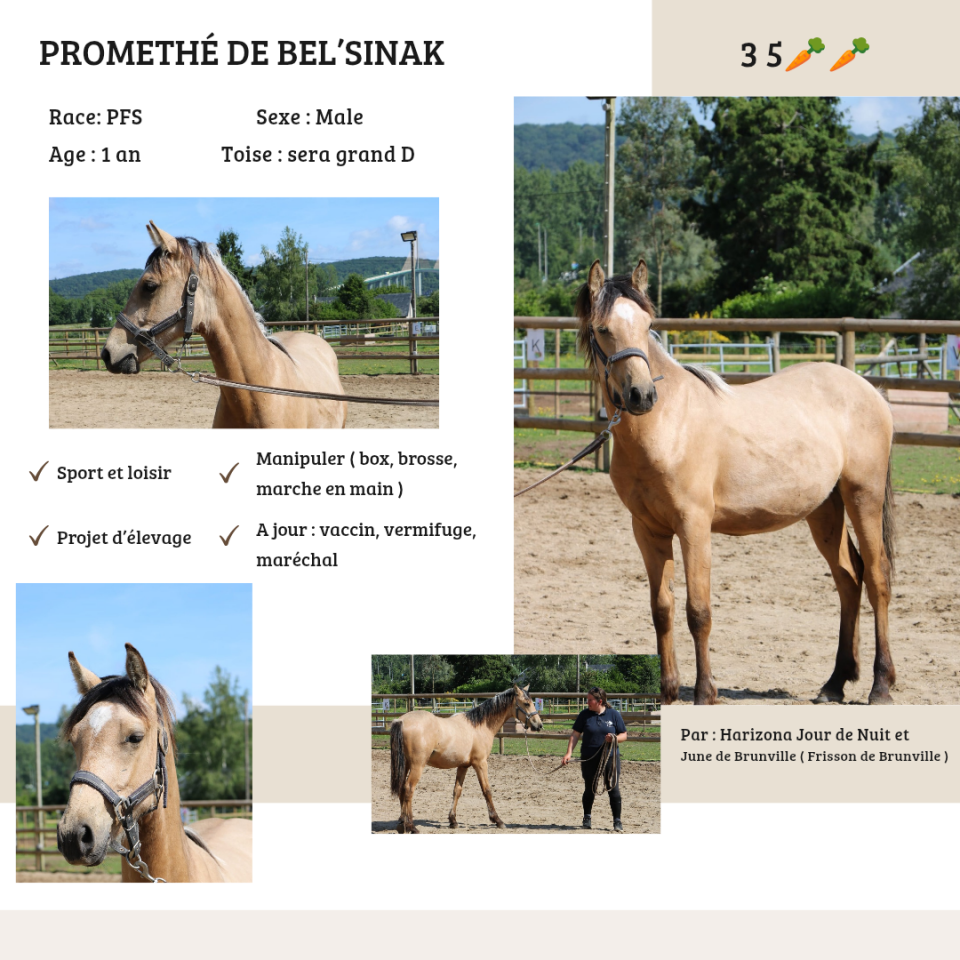 Poney PFS 1 an