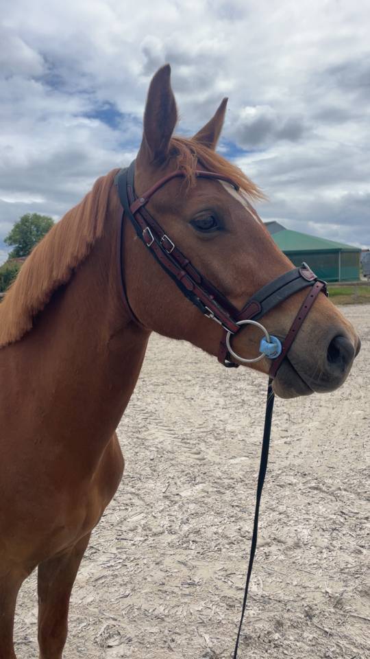 Poney de sport