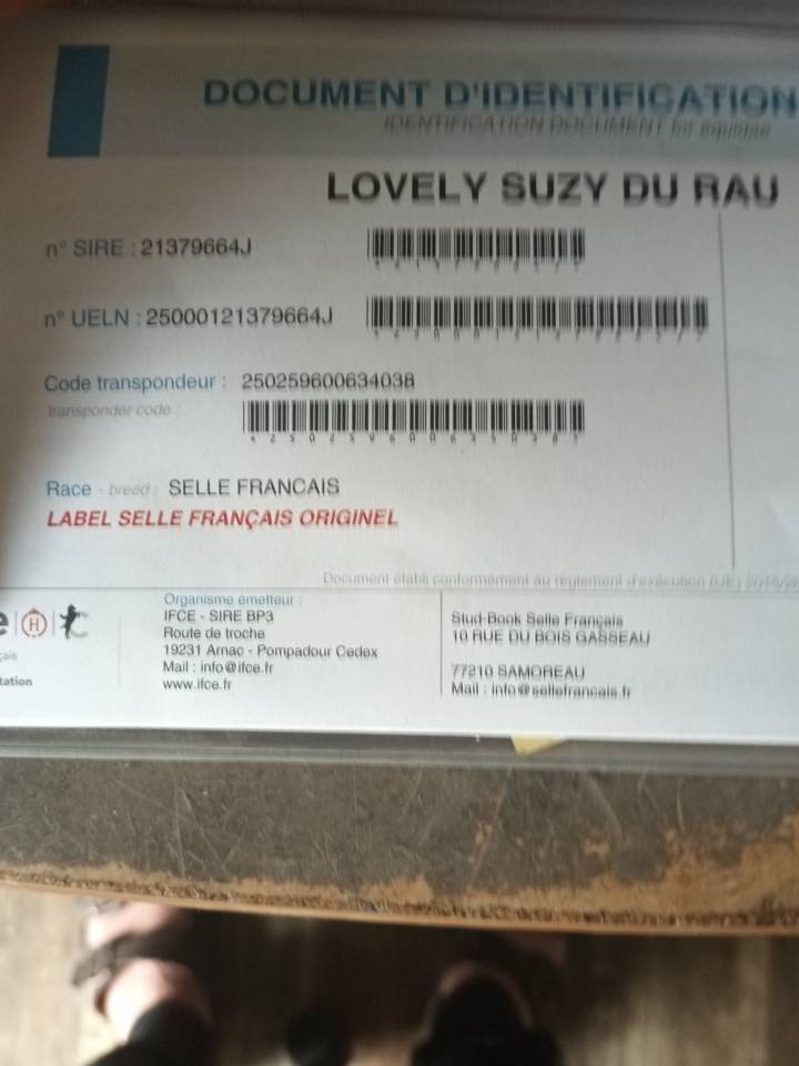 Selle fran&ccedil;ais jument 5 ans 