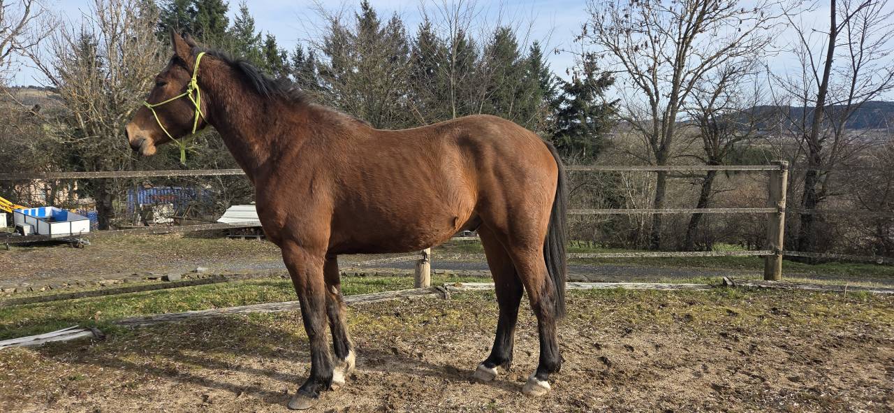 Hongre 3 ans Anglo Part-Bred
