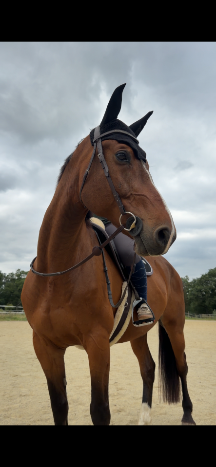 DP dressage 