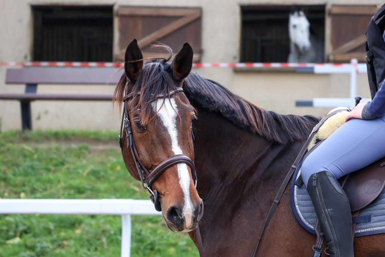 DP dressage 