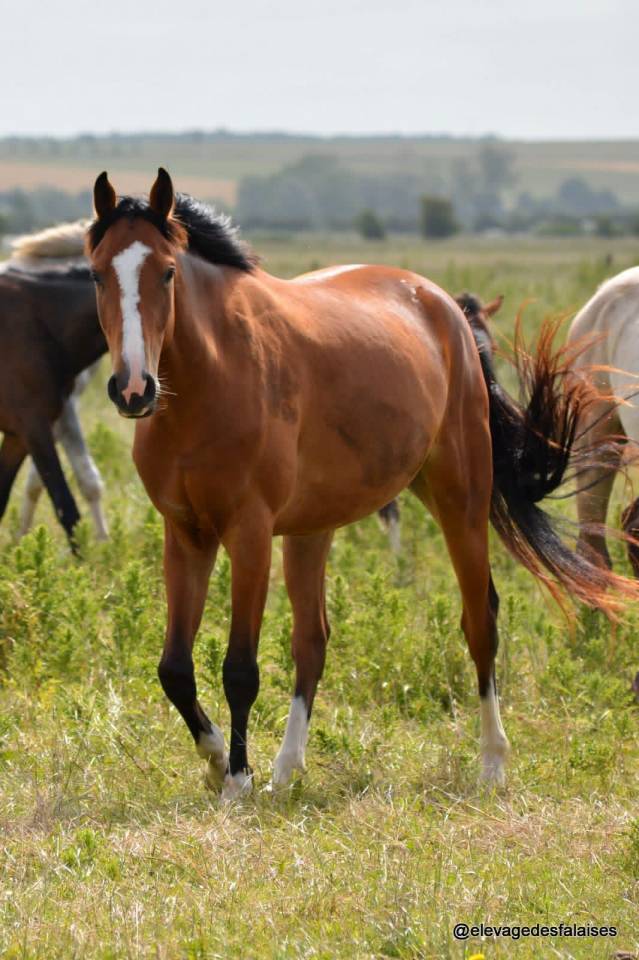 Hongre SFO de 3 ans, id&eacute;al CSO/Hunter