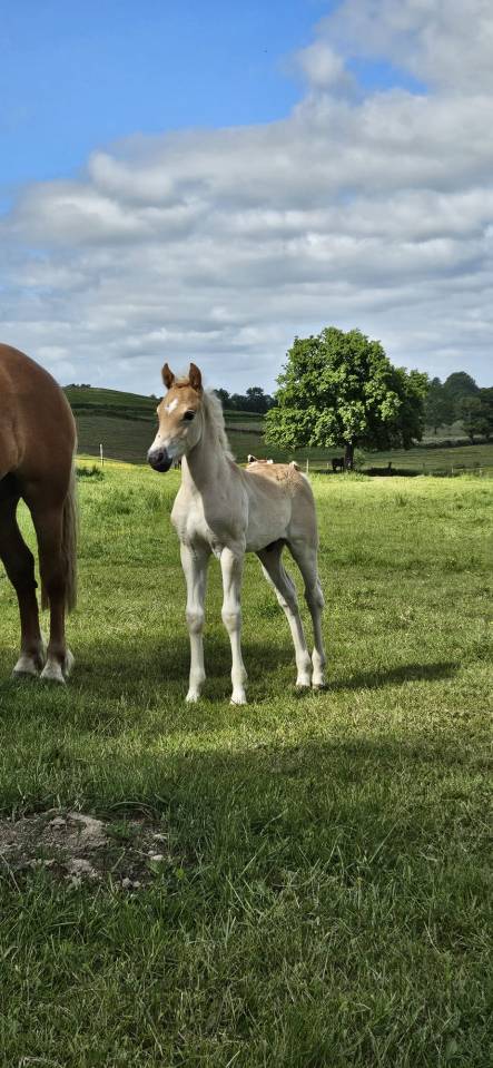 Poulain haflinger 