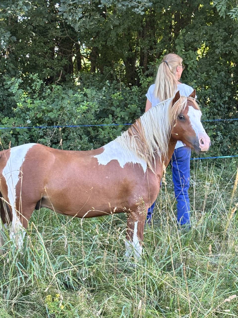 Poney Welsh part bred 