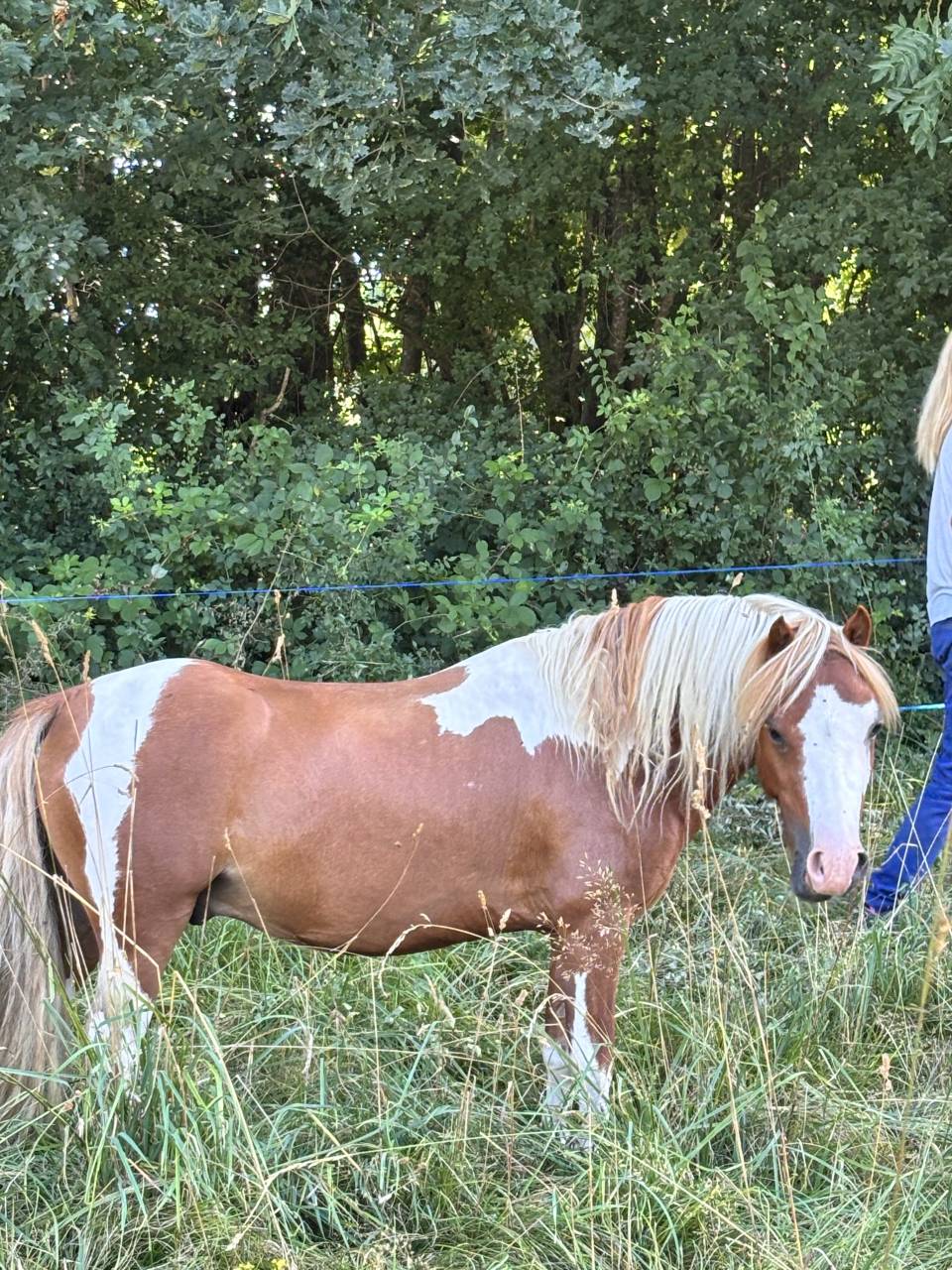 Poney Welsh part bred 