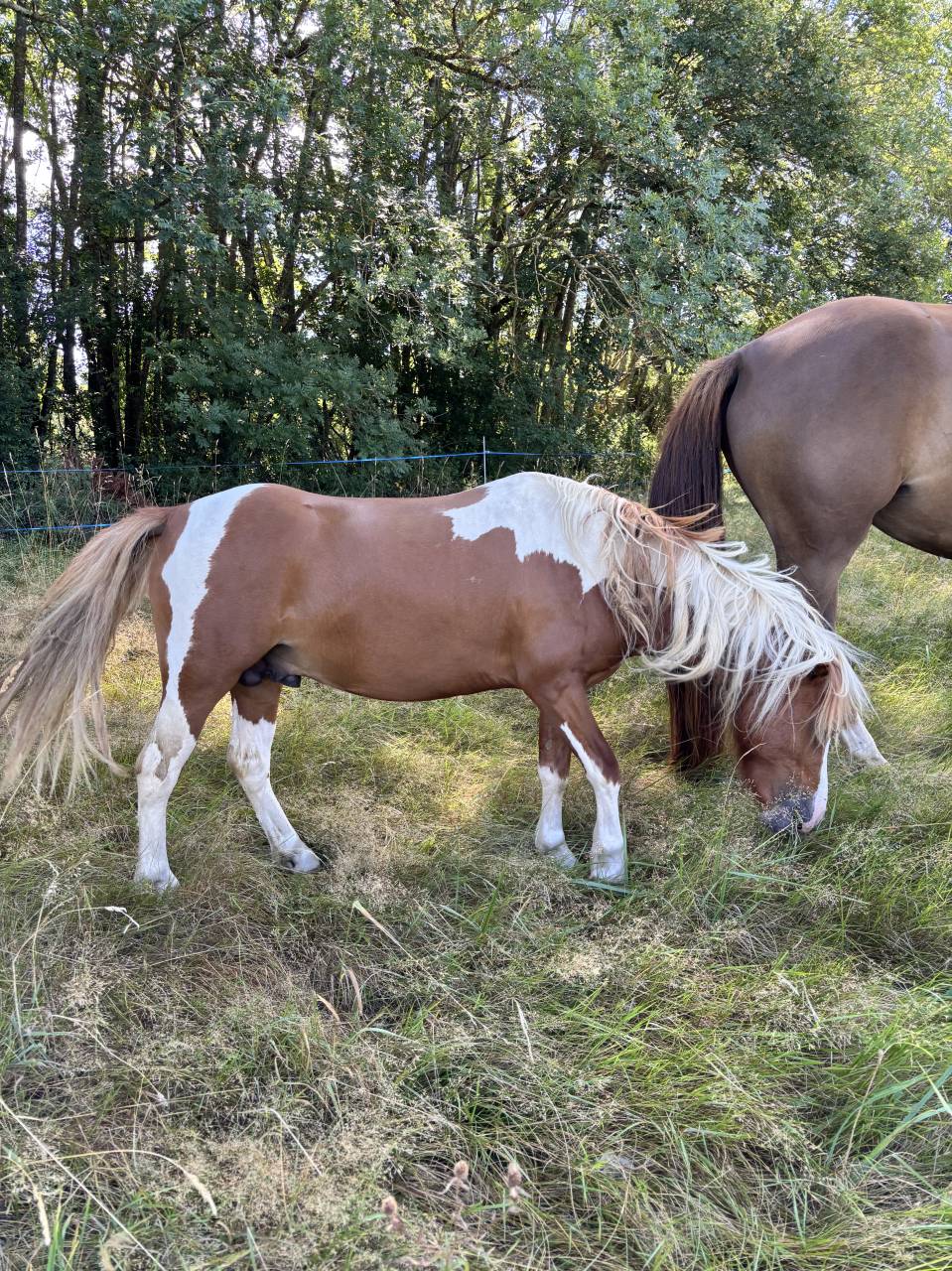 Poney Welsh part bred 