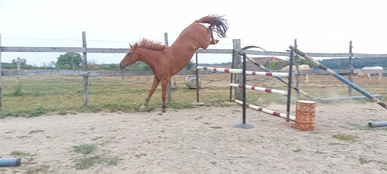 TOP HONGRE DE 8 ANS 