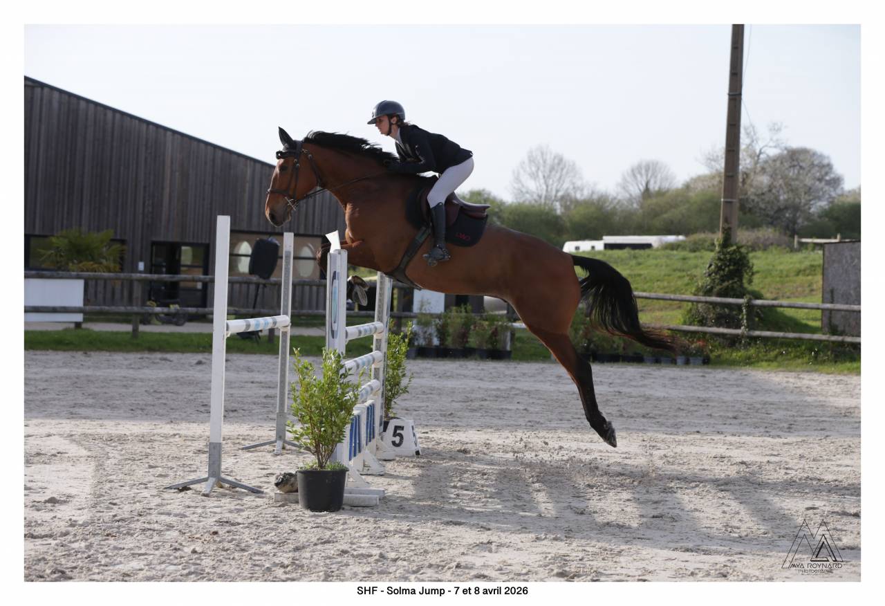 Cheval Hongre 6 ans 