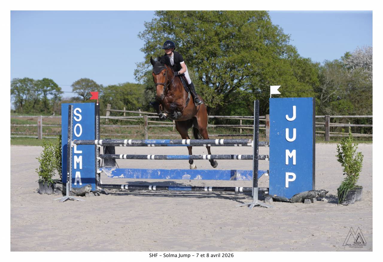 Cheval Hongre 6 ans 