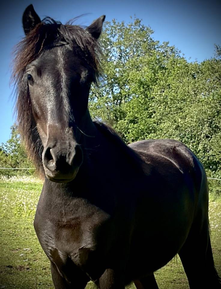 Pouliche Dartmoor pleine de charme