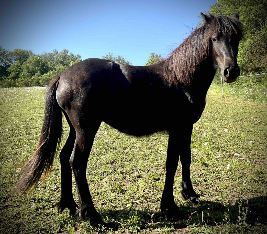 Pouliche Dartmoor pleine de charme