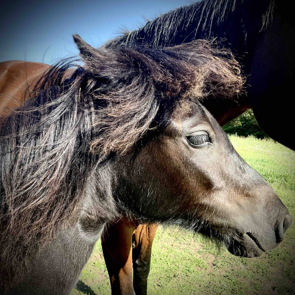 Pouliche Dartmoor pleine de charme