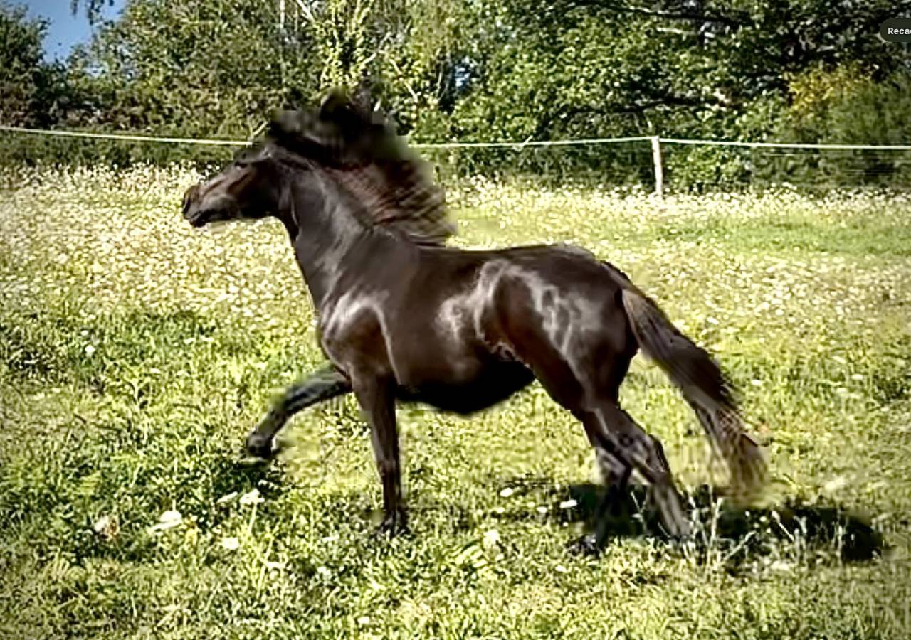Pouliche Dartmoor pleine de charme