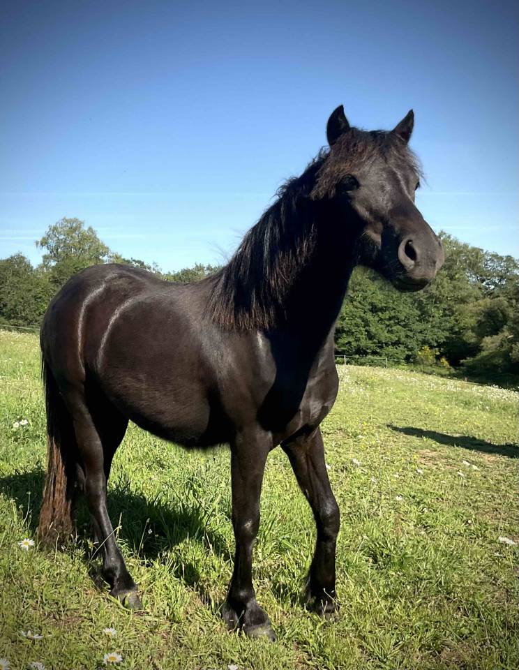 Pouliche Dartmoor pleine de charme
