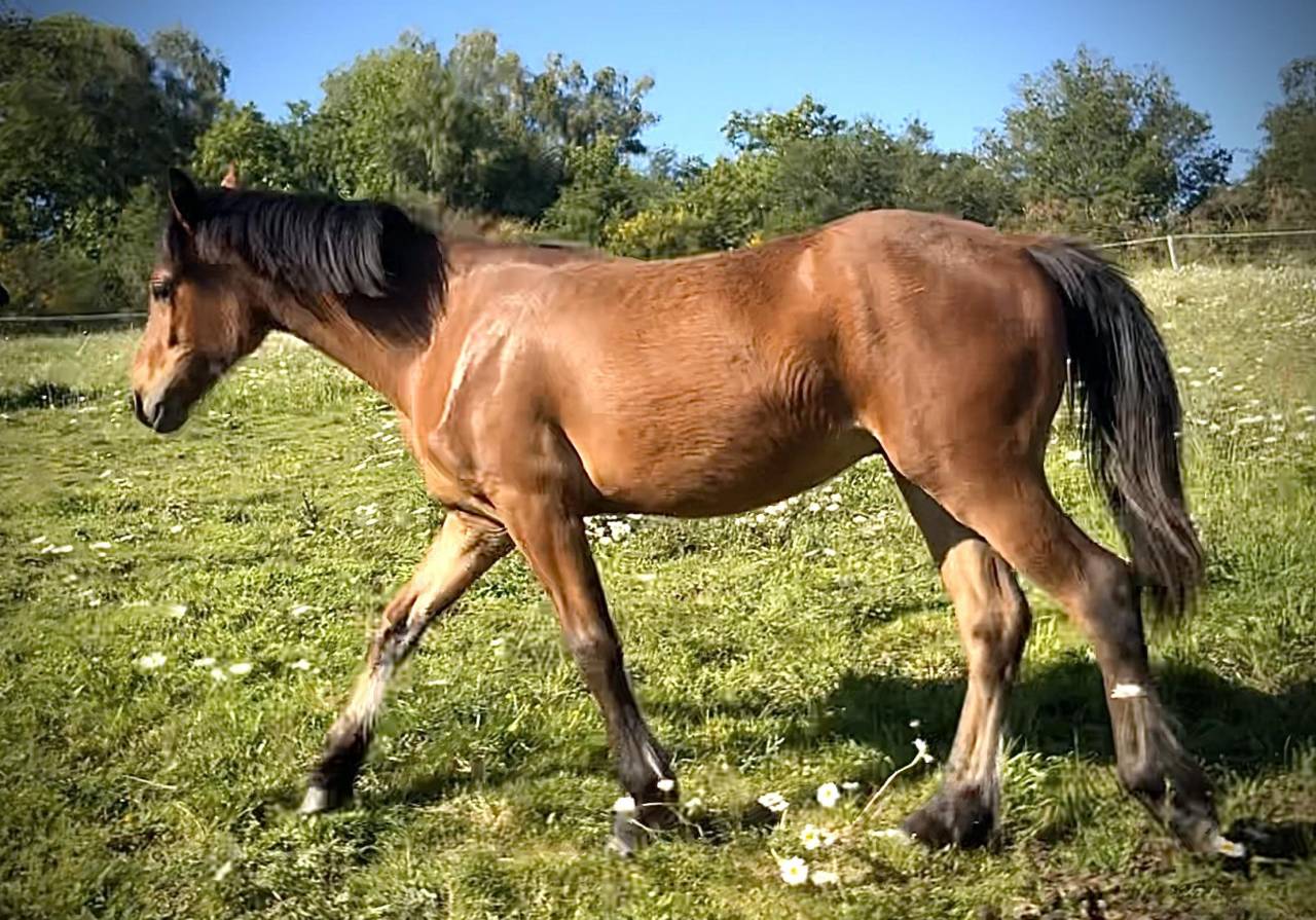 Superbe poulain Connemara Part-Bred