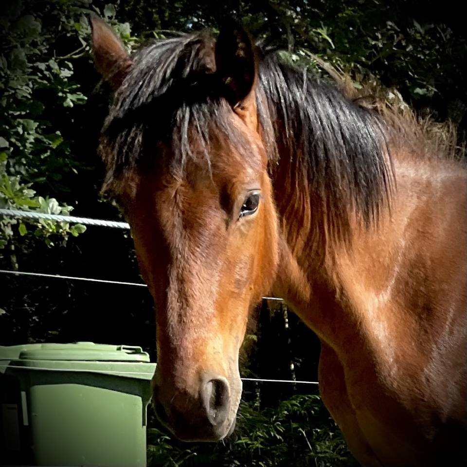 Superbe poulain Connemara Part-Bred