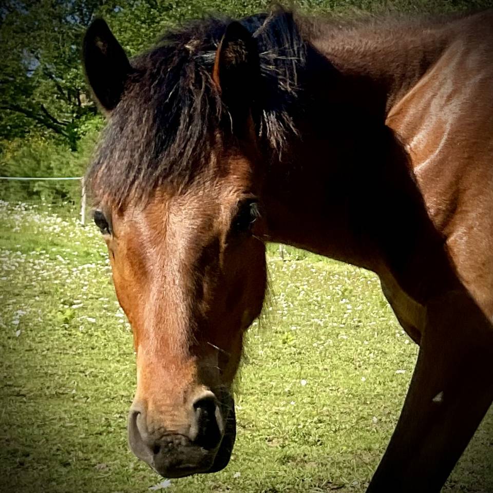 Superbe poulain Connemara Part-Bred