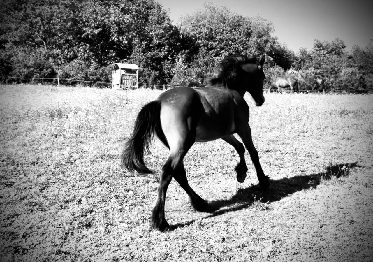 Superbe poulain Connemara Part-Bred
