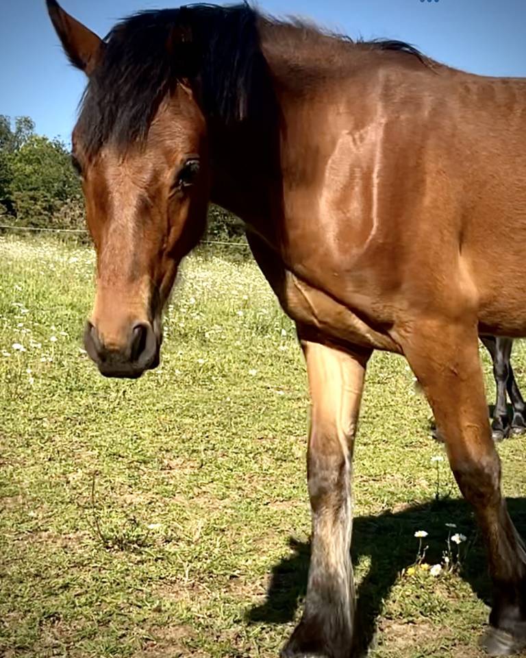 Superbe poulain Connemara Part-Bred