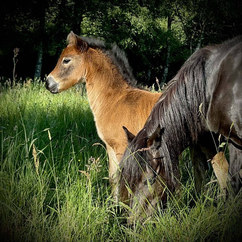 Superbe pouliche Dartmoor
