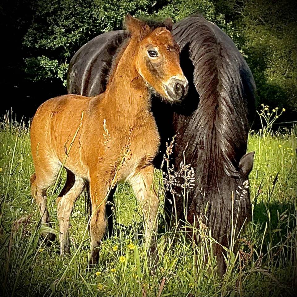 Superbe pouliche Dartmoor