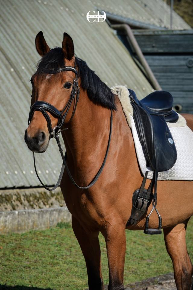 Jument KWPN, Dressage Am 1