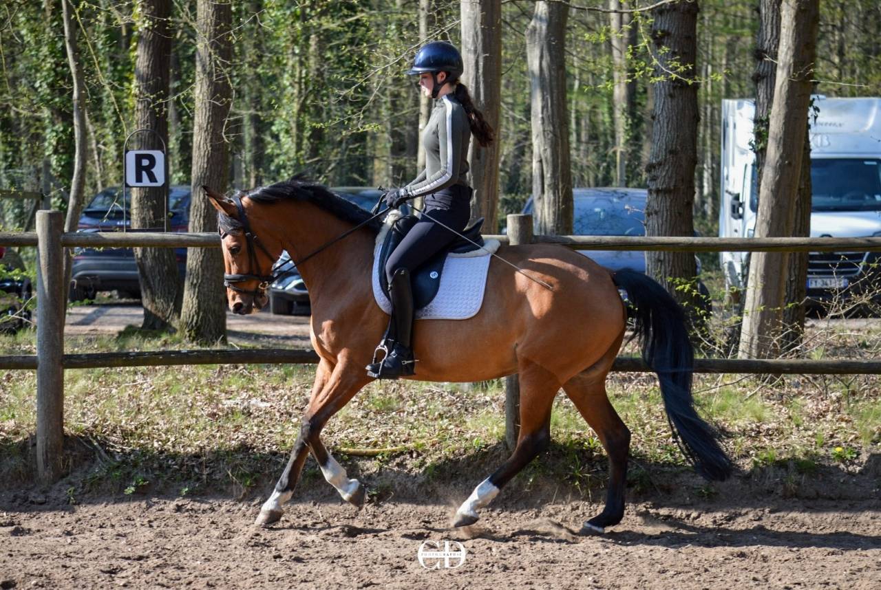 Jument KWPN, Dressage Am 1