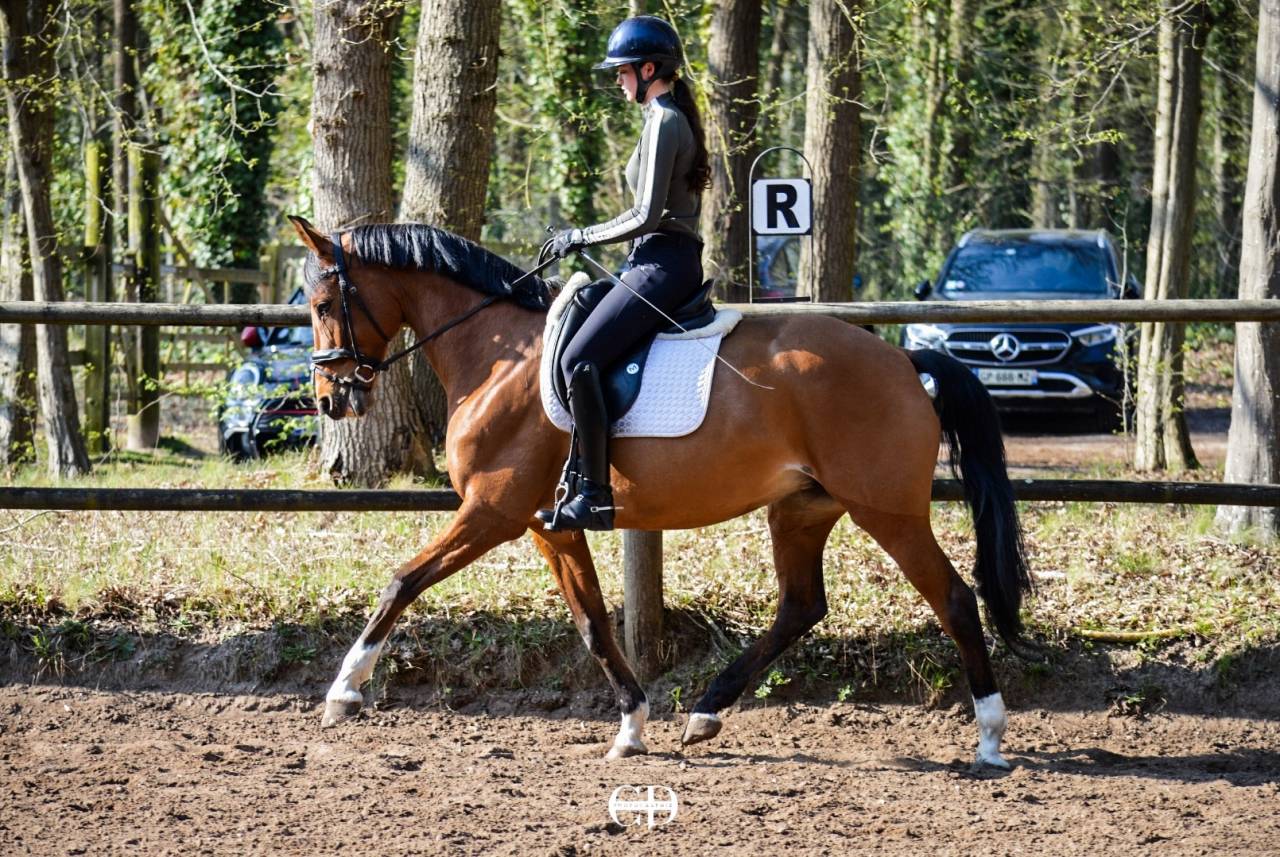 Jument KWPN, Dressage Am 1