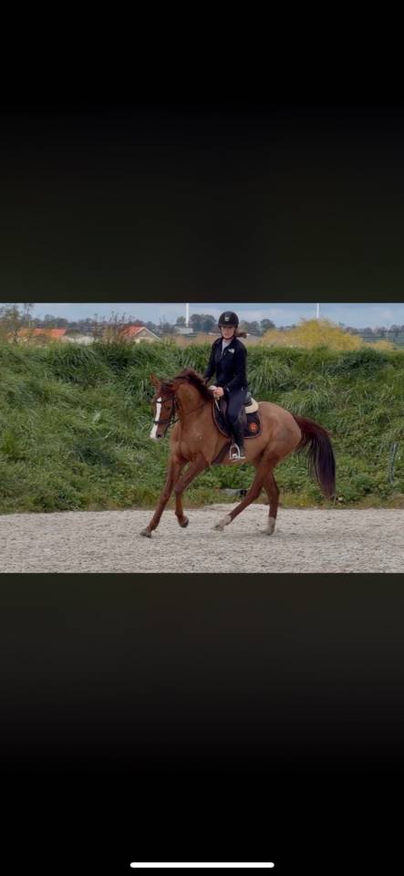 Jument 4 ans 