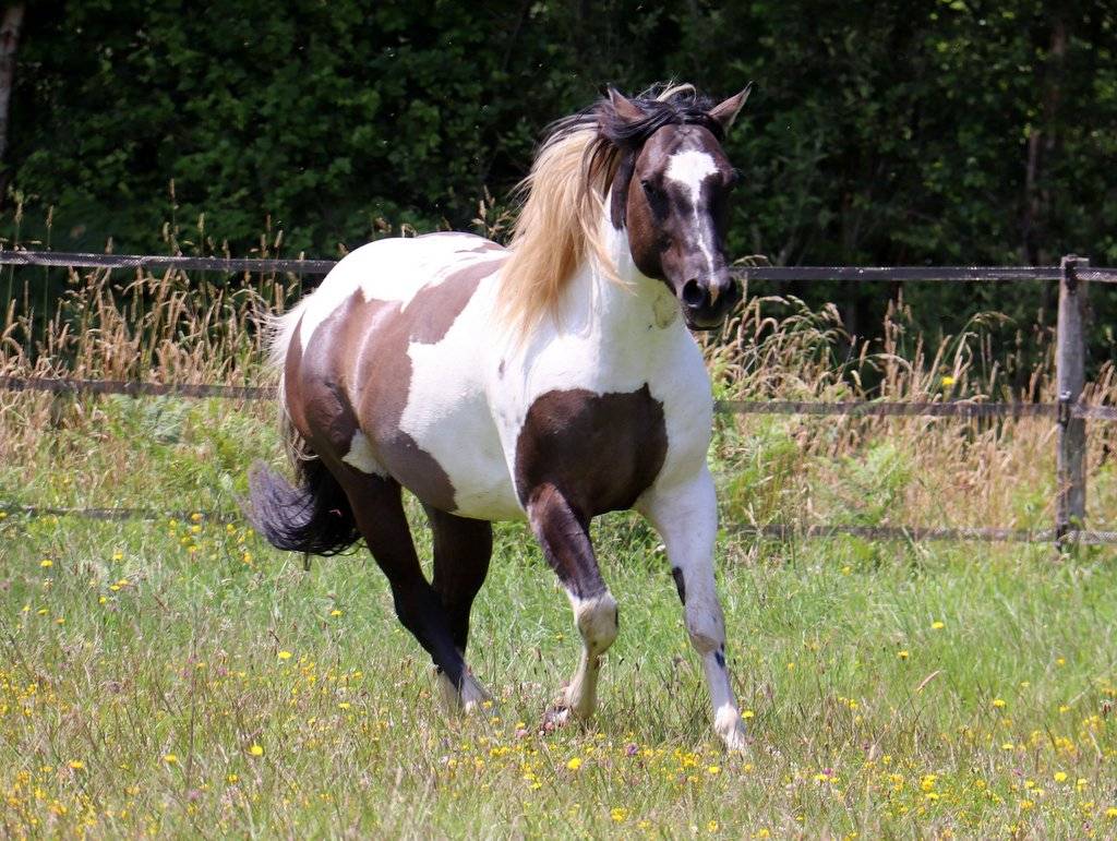 West - &eacute;talon Paint horse grullo tobiano