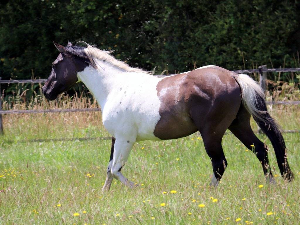 West - &eacute;talon Paint horse grullo tobiano