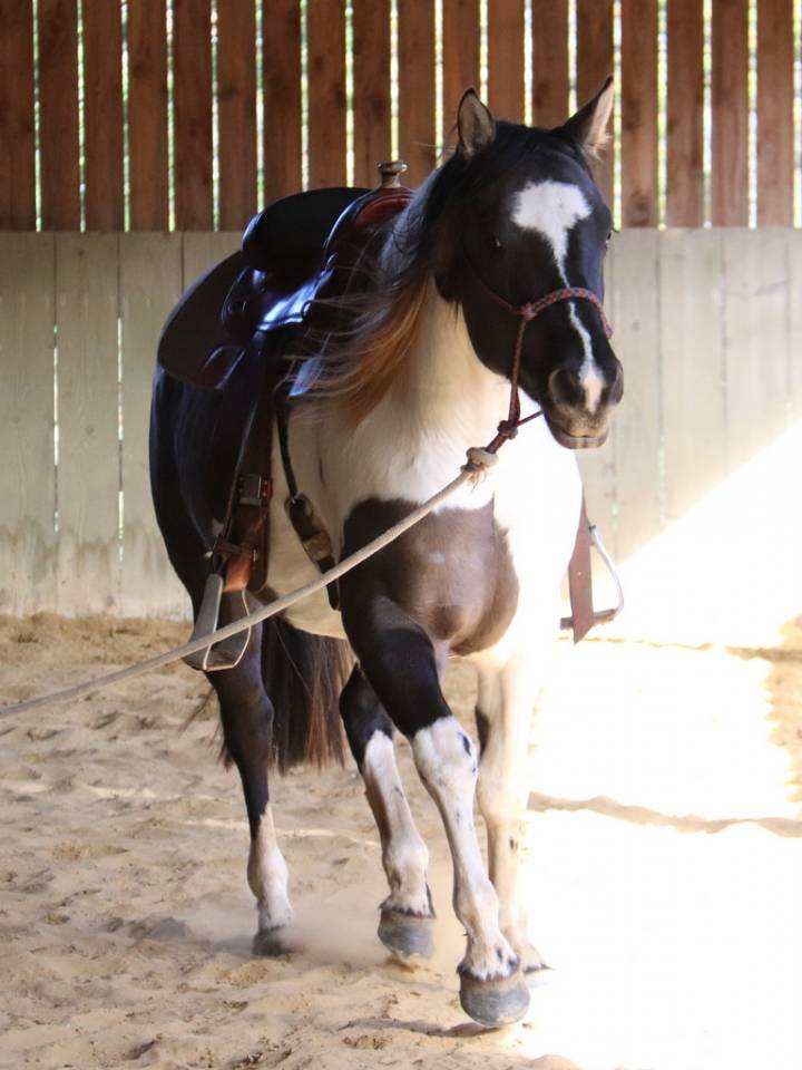 West - &eacute;talon Paint horse grullo tobiano
