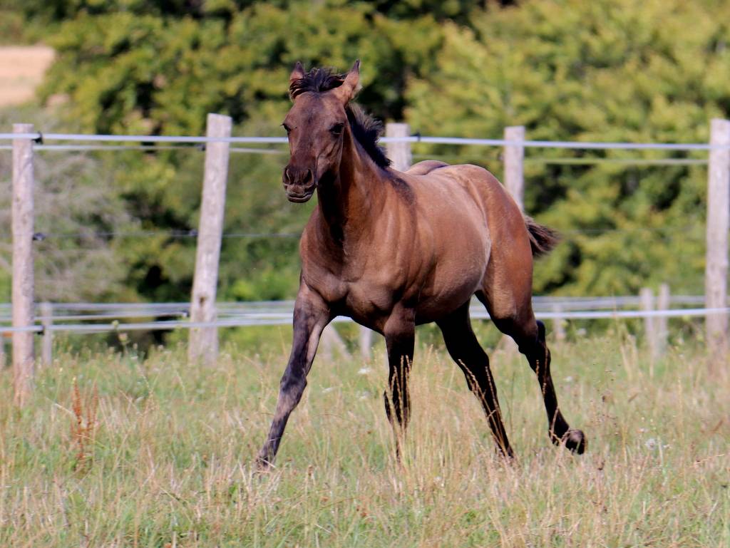 West - &eacute;talon Paint horse grullo tobiano