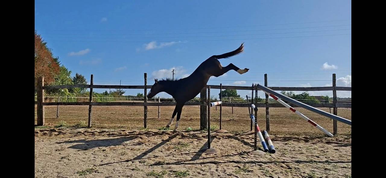MURACO D ASTREE 4 ANS 