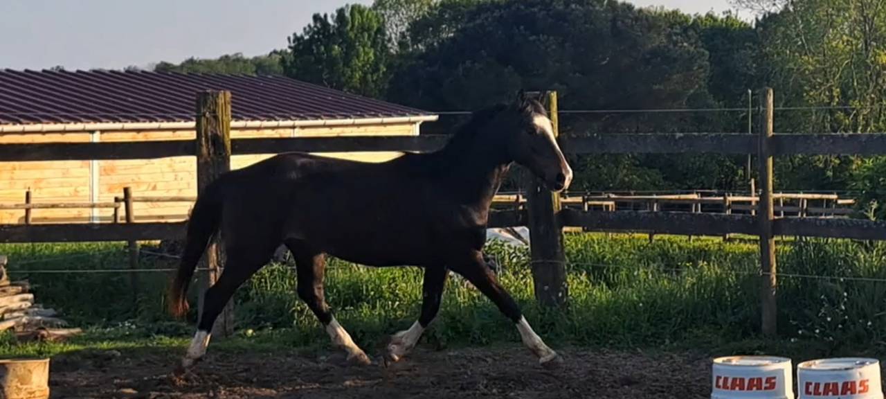 MURACO D ASTREE 4 ANS 