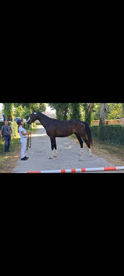 MURACO D ASTREE 4 ANS 